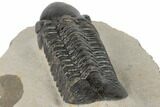 Detailed Reedops Trilobite - Atchana, Morocco #189837-4